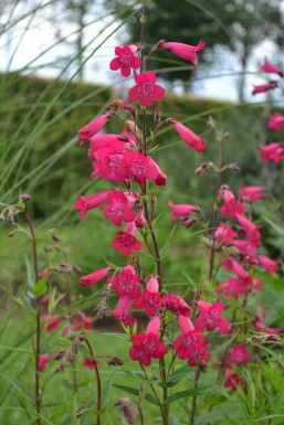 Schildpadbloem Penstemon 'Andenken an F. Hahn' 5-10 Pot P9