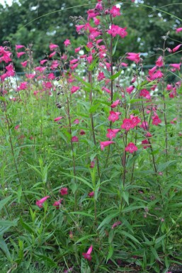 Schildpadbloem Penstemon 'Andenken an F. Hahn' 5-10 Pot P9