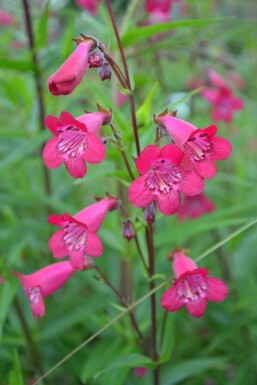 Schildpadbloem Penstemon 'Andenken an F. Hahn' 5-10 Pot P9