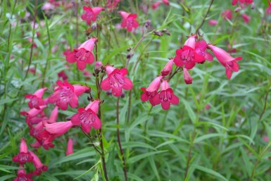 Schildpadbloem Penstemon 'Andenken an F. Hahn' 5-10 Pot P9