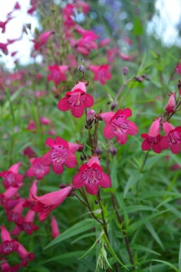 Schildpadbloem Penstemon 'Andenken an F. Hahn' 5-10 Pot P9