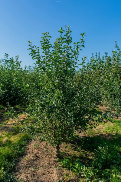 Malus sylvestris meerstammig 250-300