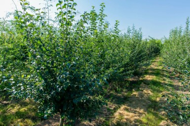 Malus sylvestris meerstammig 250-300
