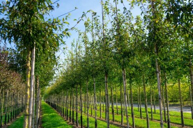 Malus toringo hoogstam 10/12