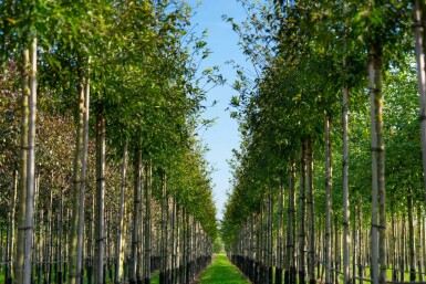 Malus toringo hoogstam 10/12