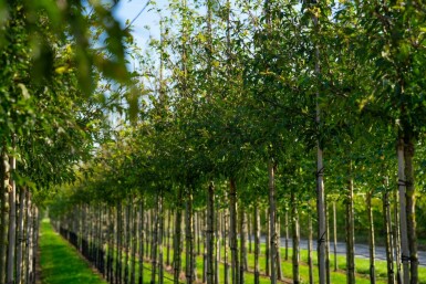 Malus toringo hoogstam 10/12