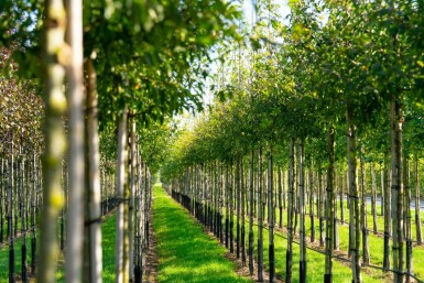 Malus toringo hoogstam 10/12