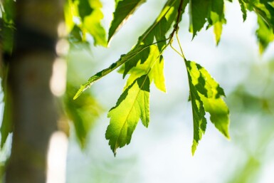 Malus toringo hoogstam 10/12