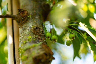 Malus toringo hoogstam 10/12