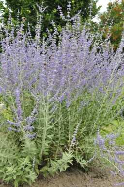 Reuzenlavendel Perovskia atriplicifolia 'Blue Spire' 15-20 Pot C2 Perovskia atriplicifolia 'Blue Spire'