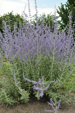 Reuzenlavendel Perovskia atriplicifolia 'Blue Spire' 15-20 Pot C2 Perovskia atriplicifolia 'Blue Spire'