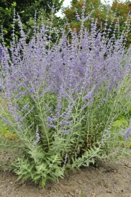 Reuzenlavendel Perovskia atriplicifolia 'Blue Spire' 15-20 Pot C2 Perovskia atriplicifolia 'Blue Spire'