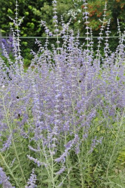 Reuzenlavendel Perovskia atriplicifolia 'Blue Spire' 15-20 Pot C2 Perovskia atriplicifolia 'Blue Spire'