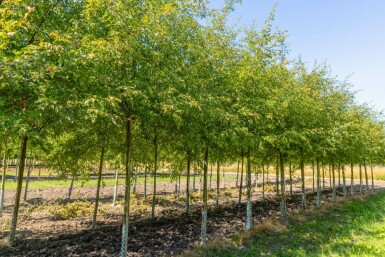 Malus toringo 'Brouwers Beauty' hoogstam 10/12