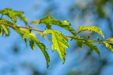 Malus toringo 'Brouwers Beauty' hoogstam 10/12
