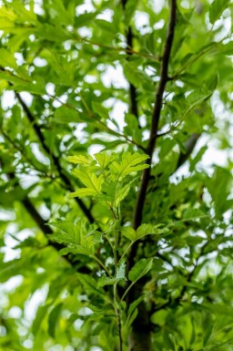 Malus toringo 'Brouwers Beauty' hoogstam 10/12