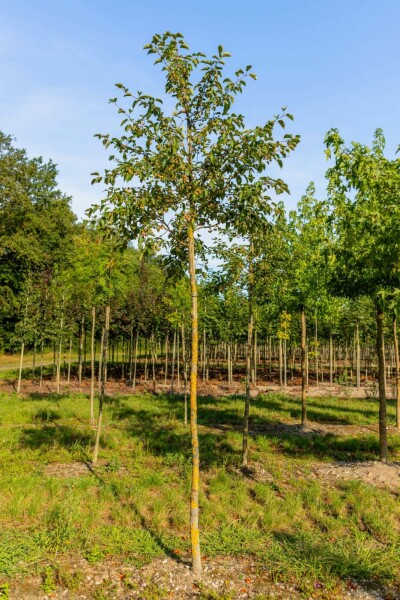 Malus tschonoskii hoogstam 14/16