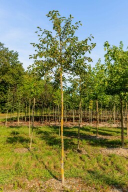 Malus tschonoskii hoogstam 14/16