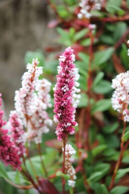 Duizendknoop Persicaria affinis 'Darjeeling Red' 5-10 Pot P9