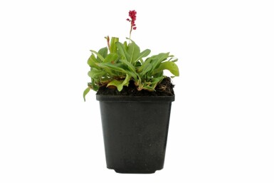 Duizendknoop Persicaria affinis 'Darjeeling Red' 5-10 Pot P9