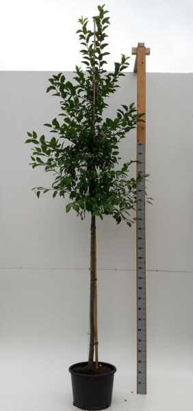 Malus 'Evereste' hoogstam 12/14