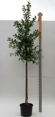 Malus 'Evereste' hoogstam 12/14