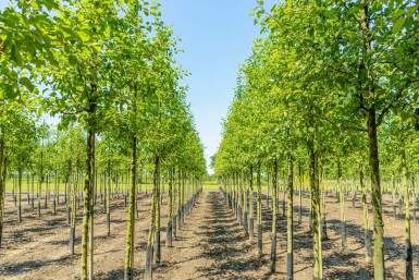Sierappel Malus 'Evereste' Hoogstam stamomtrek 6-8 stamhoogte 180 P Malus 'Evereste' hoogstam 6/8 180cm stam