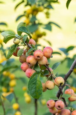 Malus 'Evereste' hoogstam 12/14