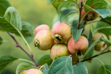 Malus 'Evereste' hoogstam 12/14