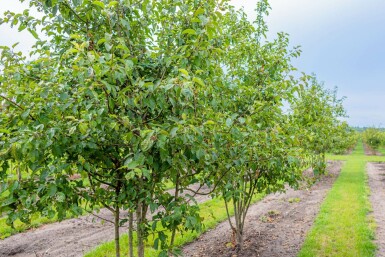 Malus 'Evereste' meerstammig