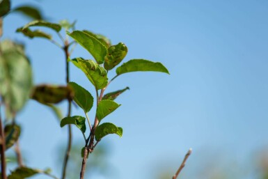 Sierappel Malus 'Evereste' Struik Malus 'Evereste' struik