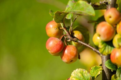 Malus 'Evereste' struik 80-100