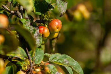 Malus 'Evereste' struik 80-100