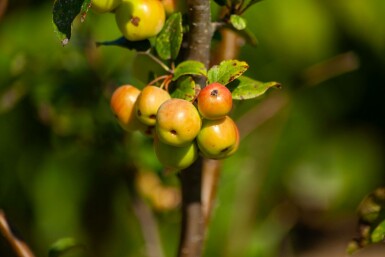 Malus 'Evereste' struik 80-100