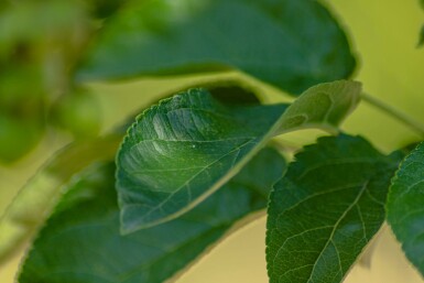 Sierappel Malus 'Golden Hornet' Hoogstam Malus 'Golden Hornet' hoogstam