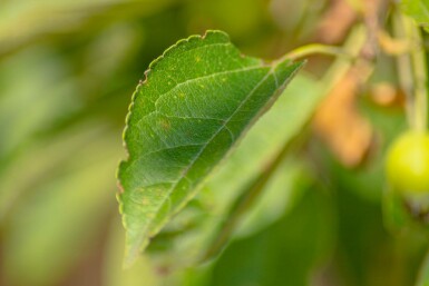 Malus 'Golden Hornet' hoogstam 12/14