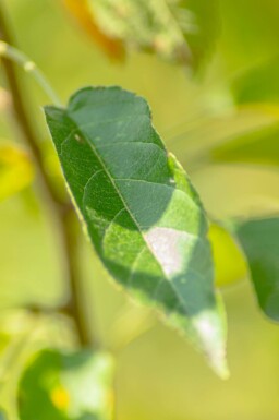 Malus 'Golden Hornet' hoogstam 12/14