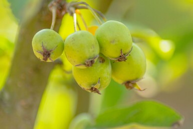 Malus 'Golden Hornet' hoogstam 12/14