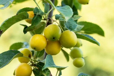 Malus 'Golden Hornet' hoogstam 12/14