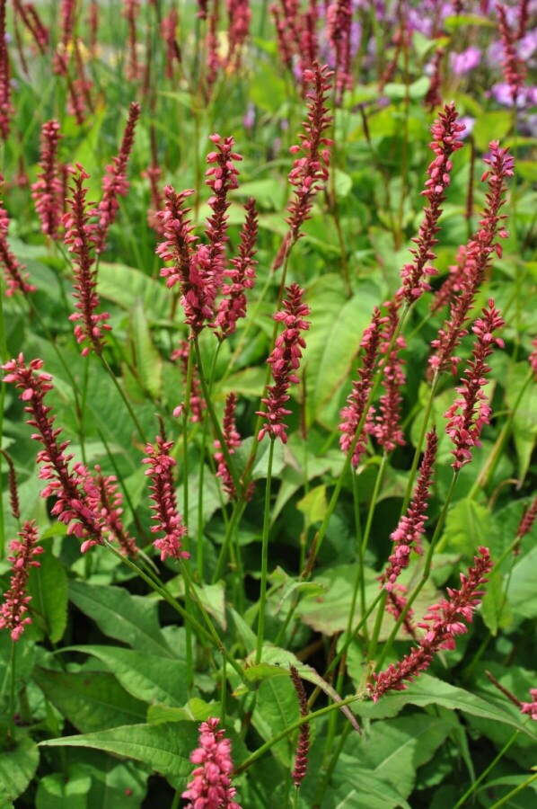 Duizendknoop Persicaria amplexicaulis 'Speciosa' 5-10 Pot P9 Persicaria amplexicaulis 'Speciosa'
