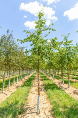 Sierappel Malus 'Professor Sprenger' Hoogstam Malus 'Professor Sprenger' hoogstam