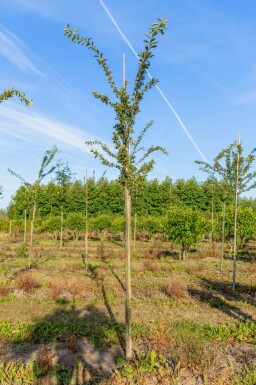 Malus 'Professor Sprenger' hoogstam 20/25
