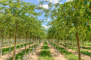 Malus 'Professor Sprenger' hoogstam 20/25