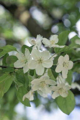 Malus 'Professor Sprenger' hoogstam 20/25