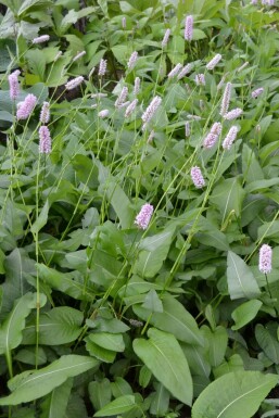 Adderwortel Persicaria bistorta 'Superba' 5-10 Pot P9 Persicaria bistorta 'Superba'