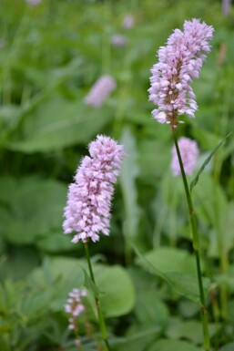 Adderwortel Persicaria bistorta 'Superba' 5-10 Pot P9