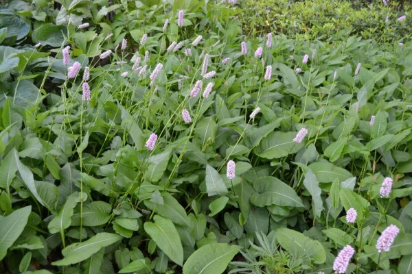 Adderwortel Persicaria bistorta 'Superba' 5-10 Pot P9