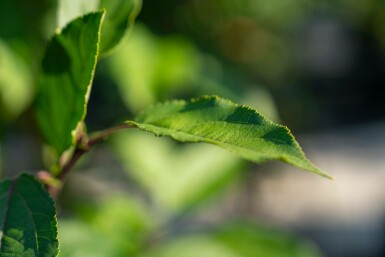 Malus 'Red Obelisk' hoogstam 16/18