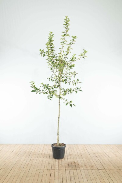 Malus 'Red Sentinel' hoogstam 8/10