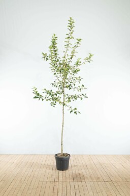 Sierappel Malus 'Red Sentinel' Hoogstam Malus 'Red Sentinel' hoogstam